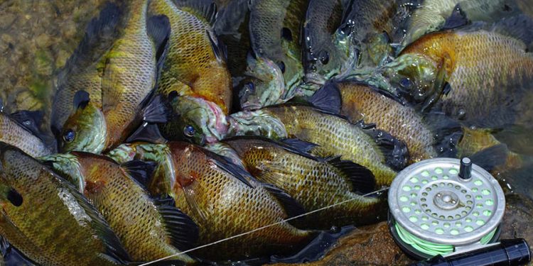 Fly Fishing For Bluegills