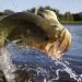 Bass fishing tips for beginners