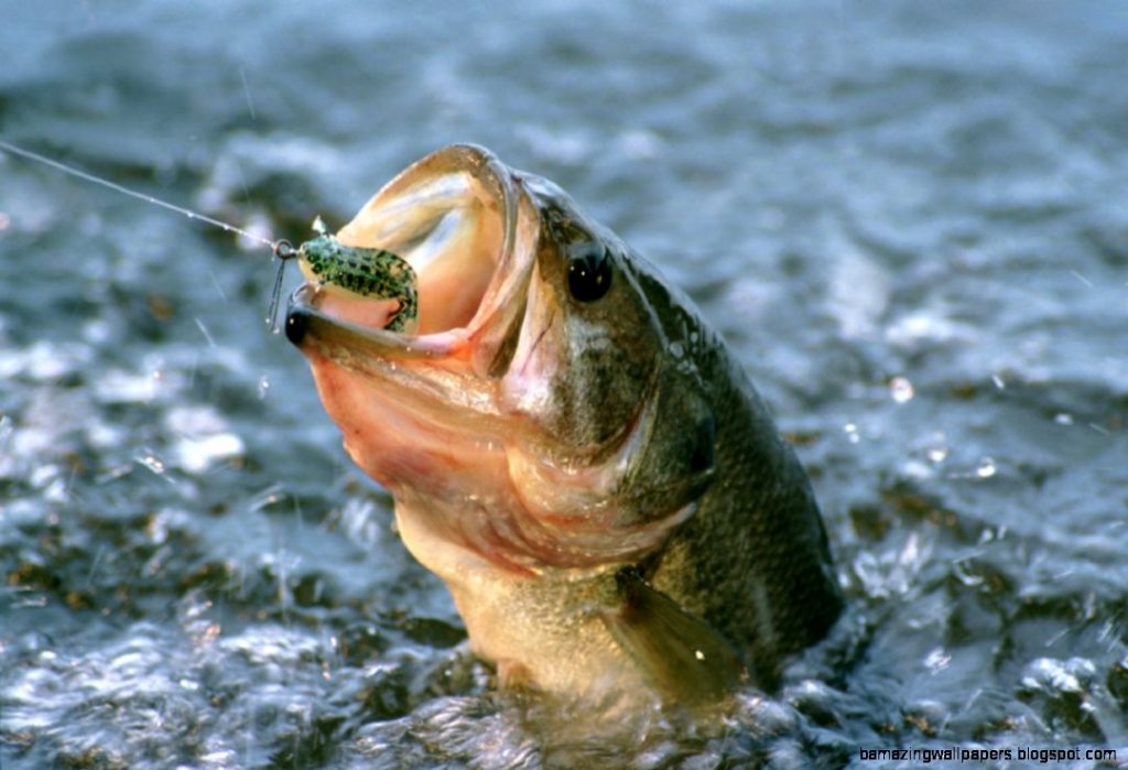 Largemouth Bass Strategies