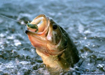 Largemouth Bass Strategies