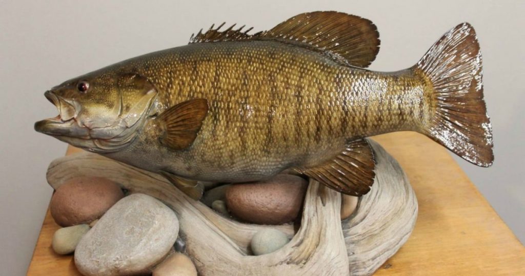 Preparing your fish for the taxidermist