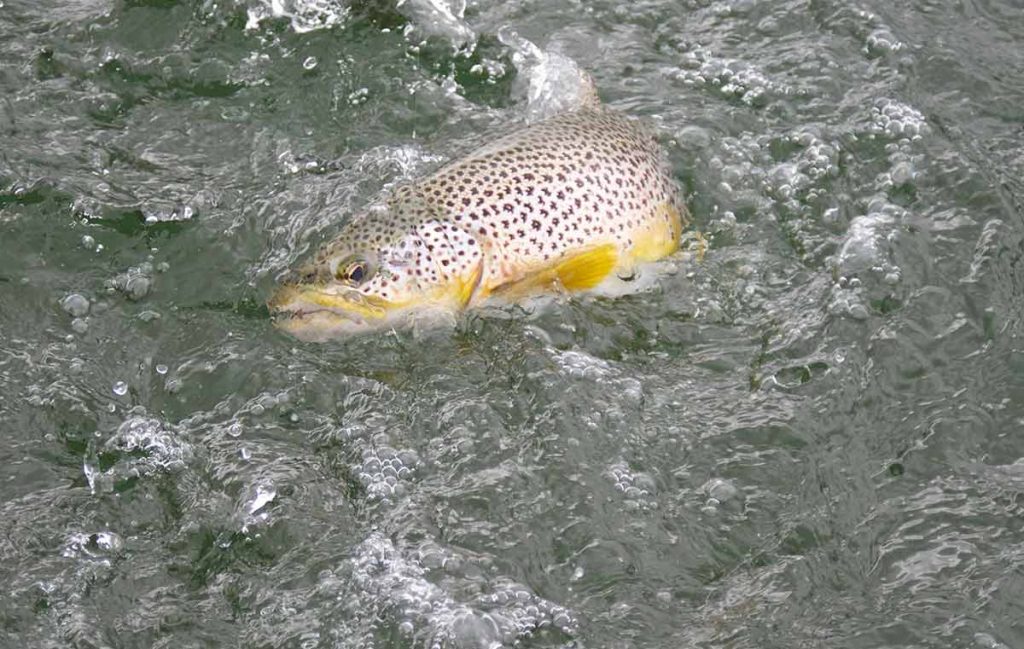 About Trout Fishing