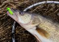 Walleye Fishing