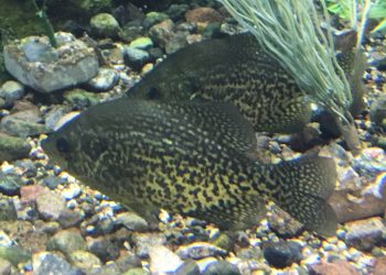 Slab Specifics | News Dakota