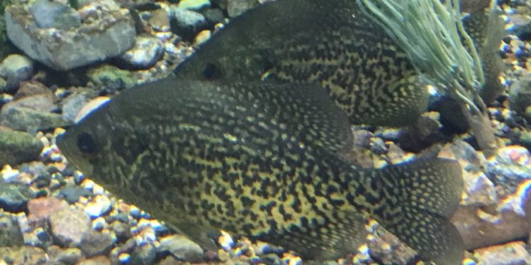 Slab Specifics | News Dakota