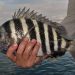 Wanna catch sheepshead? Follow these tips