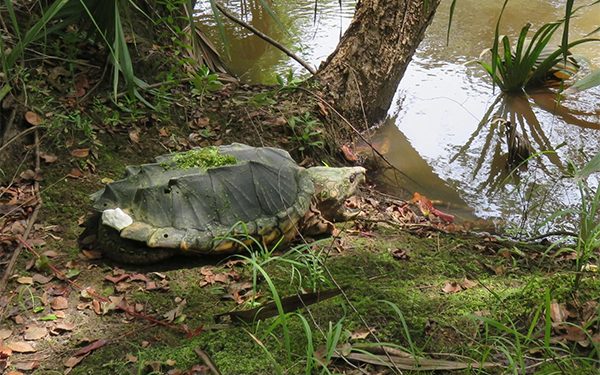 USFWS proposes endangered species protection for alligator snapping turtles found in Ky., 13 other states