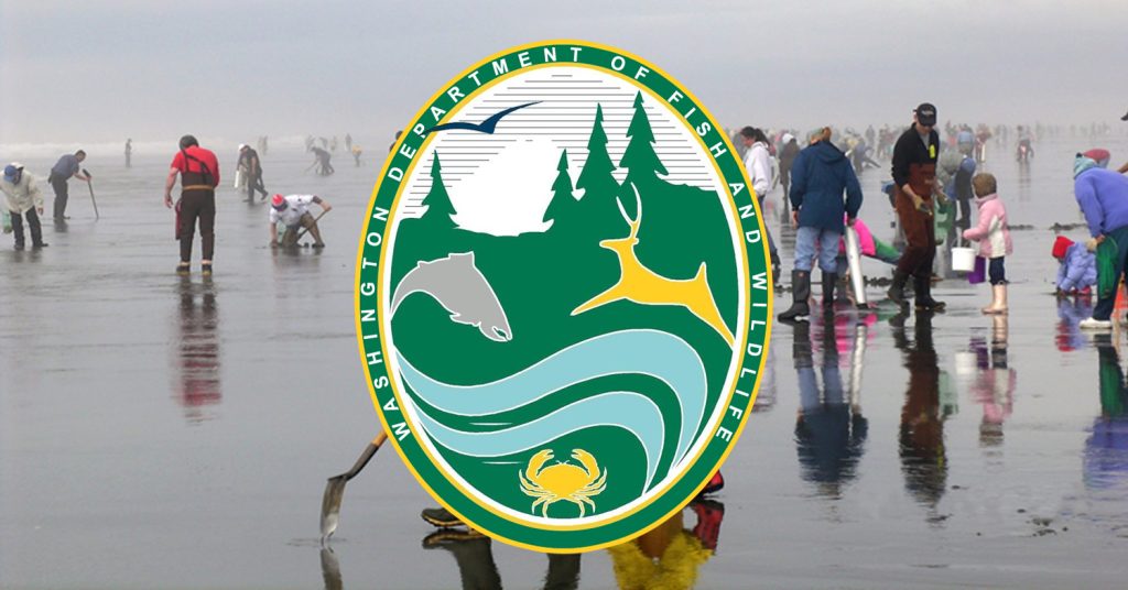 Razor clam digs approved, starting Dec. 1