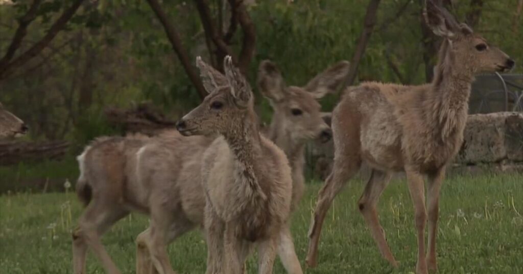 Big game animals becoming more aggressive during fall