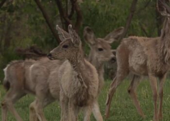 Big game animals becoming more aggressive during fall