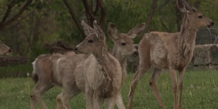 Big game animals becoming more aggressive during fall