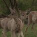 Big game animals becoming more aggressive during fall