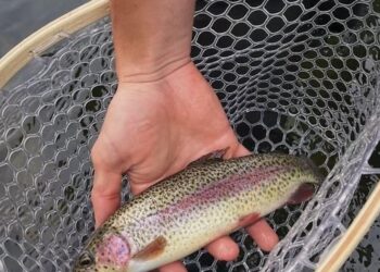Delayed harvest trout fishing now underway | News | rockdalenewtoncitizen.com - Rockdale Newton Citizen