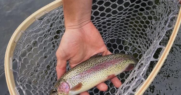 Delayed harvest trout fishing now underway | News | rockdalenewtoncitizen.com - Rockdale Newton Citizen