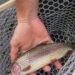 Delayed harvest trout fishing now underway | News | rockdalenewtoncitizen.com - Rockdale Newton Citizen