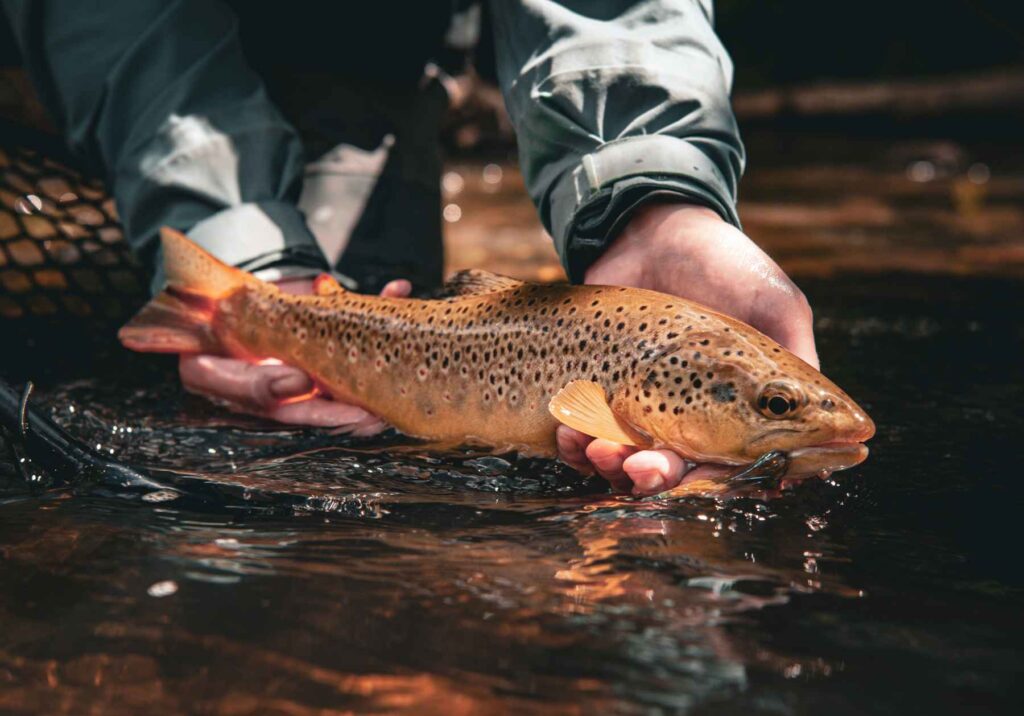 Euro streamers: Buying, tying and fishing 'jig bombs' | Hatch Magazine