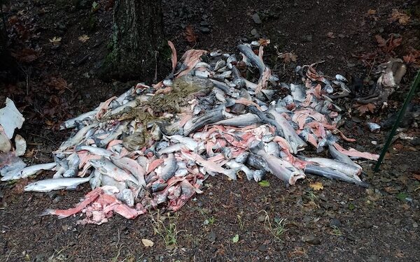 OSP Looking For Tips In Salmon Wastage, Bear Killing Cases
