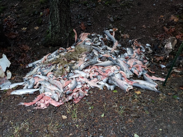OSP Looking For Tips In Salmon Wastage, Bear Killing Cases