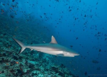 A grey reef shark patrols a shallow coral system during daytime hours. This species is one of five reef sharks that have declined in population, according to a recently published study.