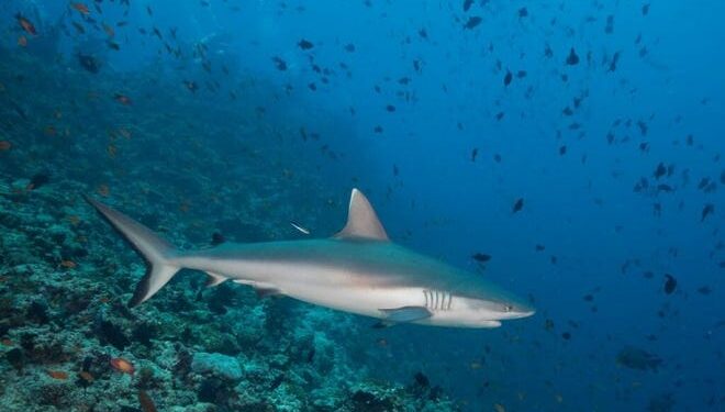 A grey reef shark patrols a shallow coral system during daytime hours. This species is one of five reef sharks that have declined in population, according to a recently published study.