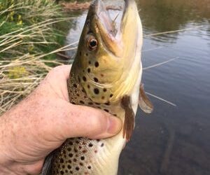 A brown trout with Light Cahill in its jaw.