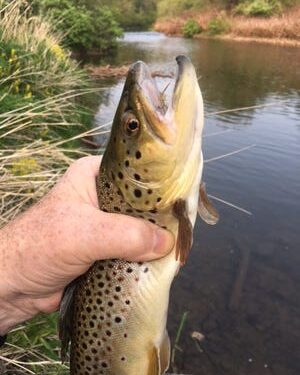 A brown trout with Light Cahill in its jaw.