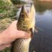 A brown trout with Light Cahill in its jaw.
