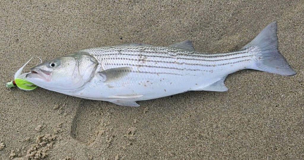 One Night Stand - Yesterdays Island, Todays Nantucket