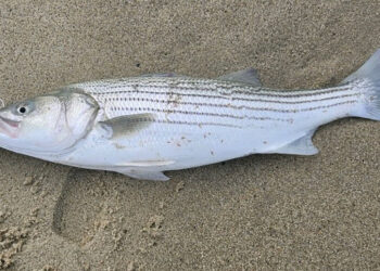 One Night Stand - Yesterdays Island, Todays Nantucket