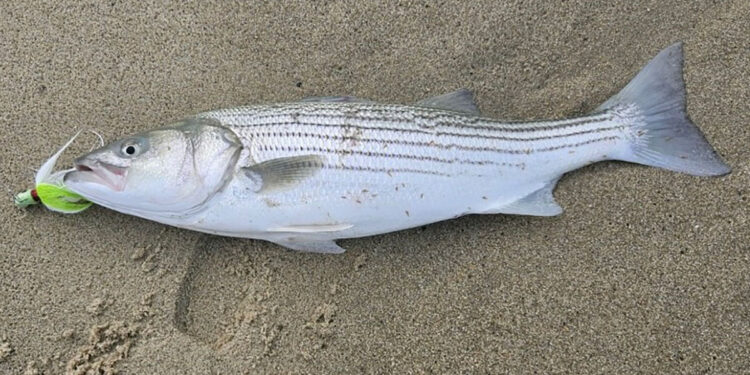 One Night Stand - Yesterdays Island, Todays Nantucket