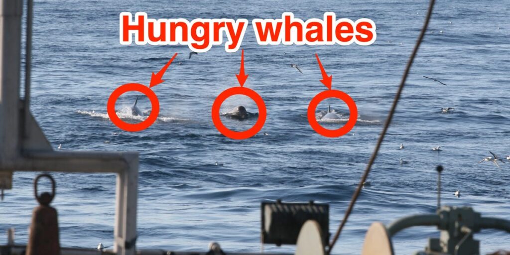 Whales Follow Fishing Trawlers at Great Risk to Their Lives