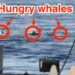 Whales Follow Fishing Trawlers at Great Risk to Their Lives