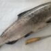 Salmon and Steelhead Processing Tips
