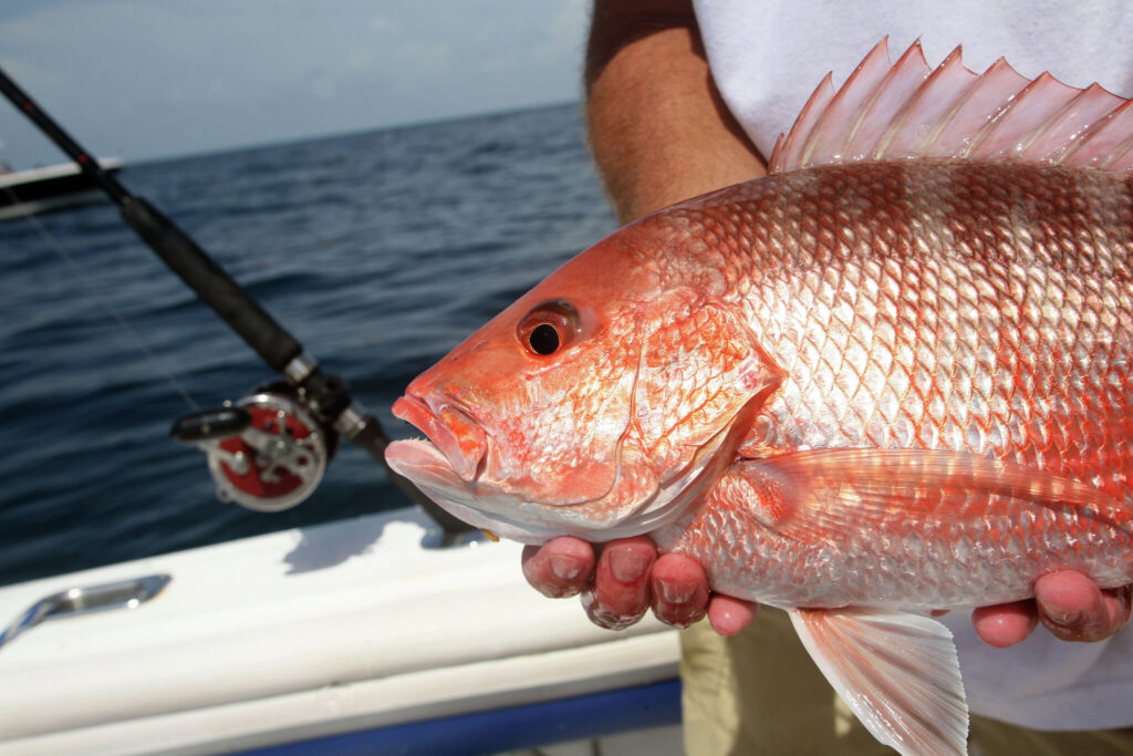Red snapper season ends early in Texas state waters