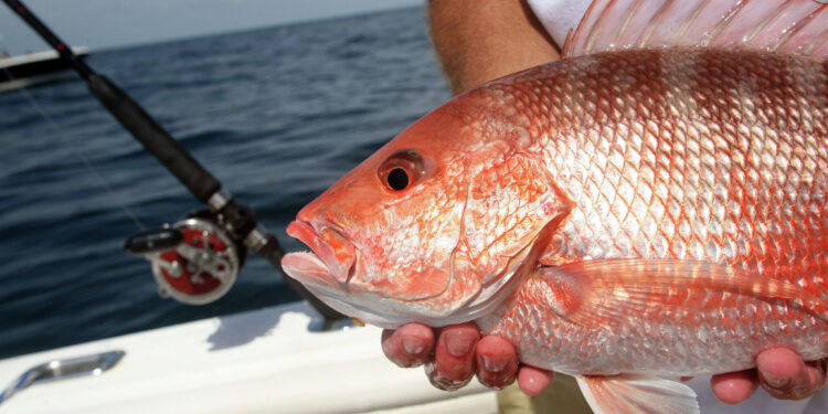 Red snapper season ends early in Texas state waters