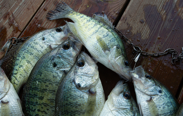 crappie