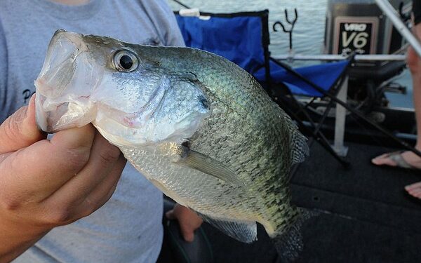 NWA fishing report: Crappie bite improving on small lakes | The Arkansas Democrat-Gazette