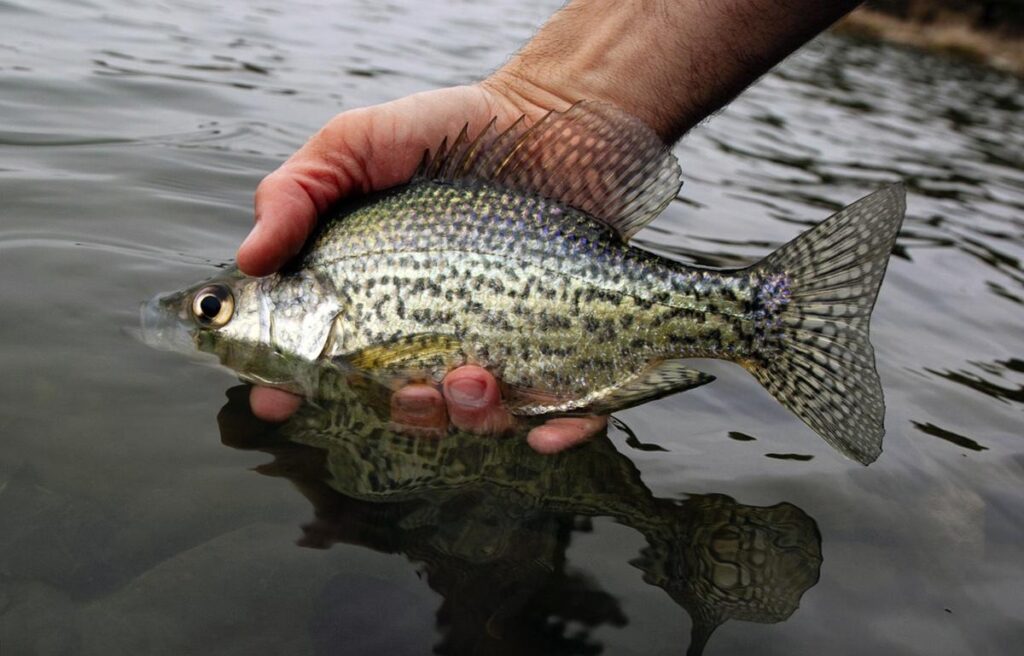 Tips for Early Open-Water Fishing • Nebraskaland Magazine